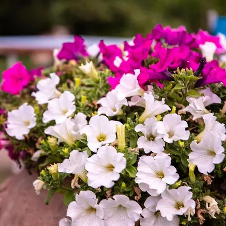 Albarosa 住宿加早餐酒店