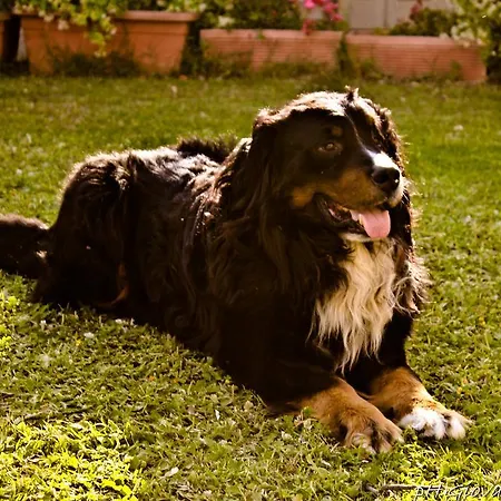 Albarosa Ruvo di Puglia